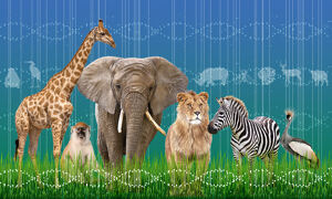 From left to right; a giraffe, monkey, elephant, lion, zebra, and bird with DNA double helix in the background.