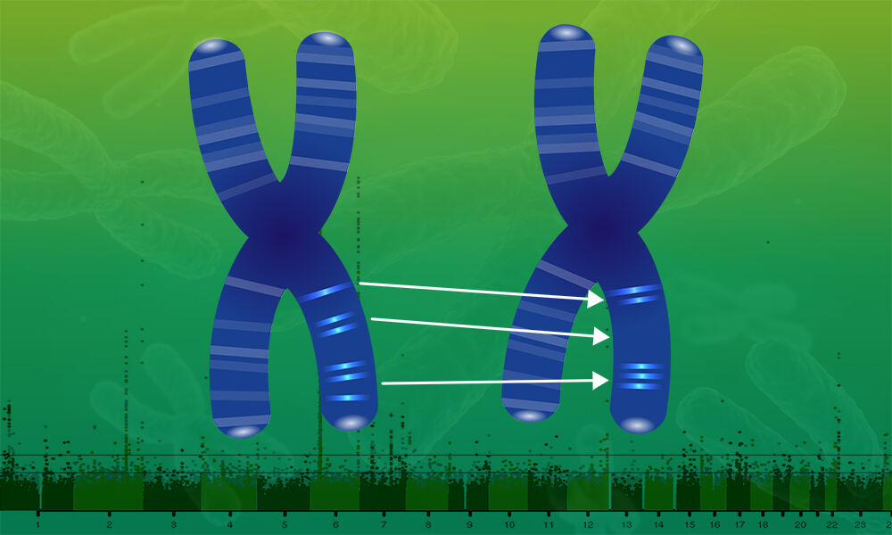 Two chromosomes with variation