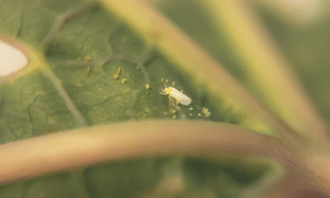 African Cassava whitefly, Bemisia tabaci. Credit: Dr Sharon van Brunschot, 
Project Manager, African Cassava Whitefly Project
