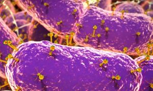 Phage invading gut bacteria.
