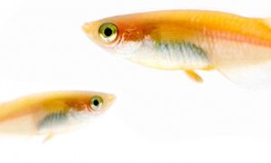 Two medaka fish facing each other
