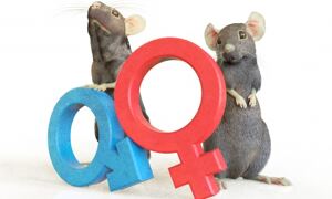 Is the sex of research animals misdirecting medical research? Image: Spencer 
Phillips
