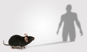 Mouse genes could help decipher human disease. Image: Spencer Phillips

