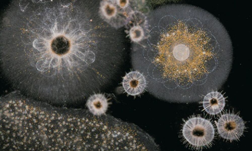 Microscopy image of radiolarians – unicellular organisms found in the upper 
layers of the ocean. They are major exporters of organic carbon to the deep 
ocean.
