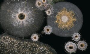 Microscopy image of radiolarians – unicellular organisms found in the upper 
layers of the ocean. They are major exporters of organic carbon to the deep 
ocean.
