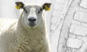 Sheep genome sequenced
