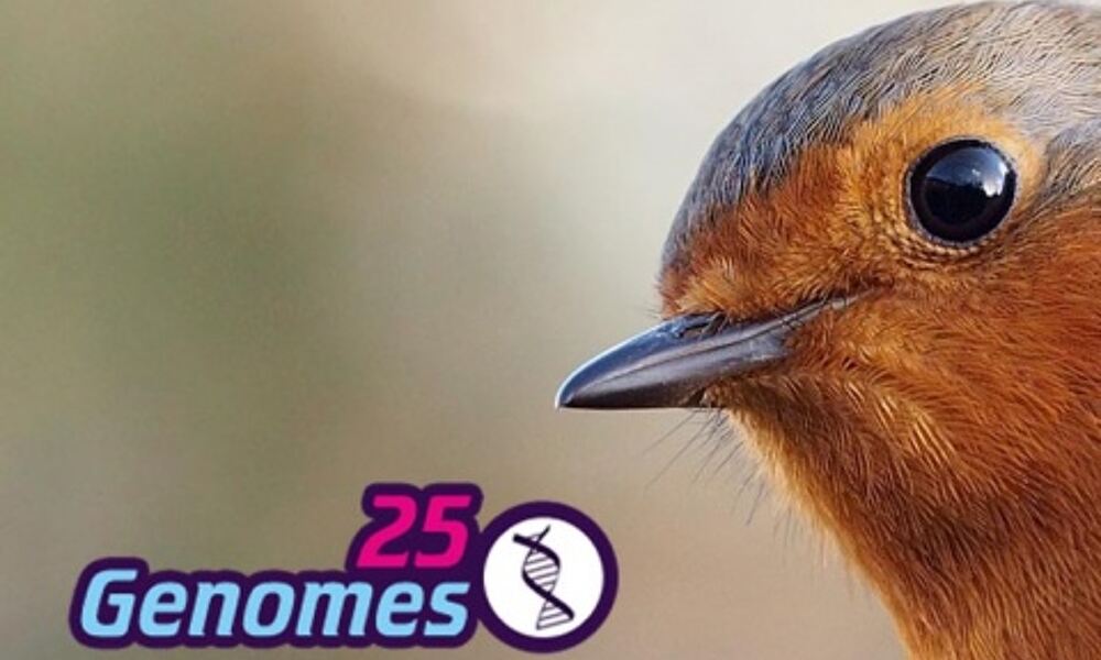 25 genomes logo and image of robin. Image credit: Wikimedia Commons and 
Sanger Institute, Genome Research Ltd.
