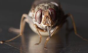 tsetse fly Glossina morsitans. Credit: Geoff Attardo, Yale
