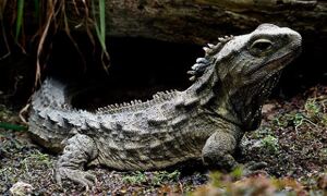 The tuatara, an iguana-like reptile with a crest of spikes, sits on a forest 
floor.
