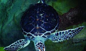 Green sea turtle. Photo courtesy of RIKEN
