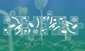 Seedlings in the background with microbes in jigsaw pieces to represent a 
holobiont
