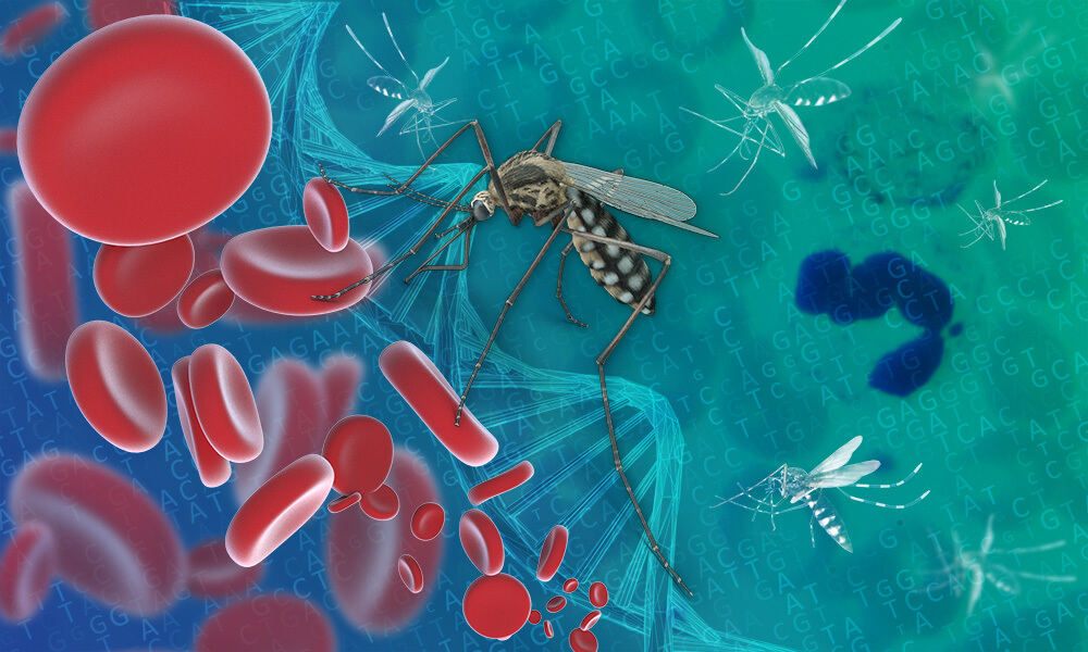 Mosquito with red blood cells