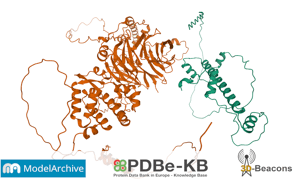 3D protein structure coloured in brown and green on white background with PDBe-KB Model Archive and 3D Beacons logos underneath.