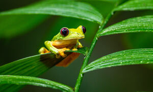 Yellow and green frog sitting on a leaf