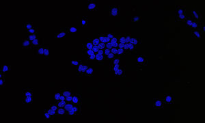Microscopy image showing mouse cells in blue on a dark background. The mouse cells look like little blue blobs.