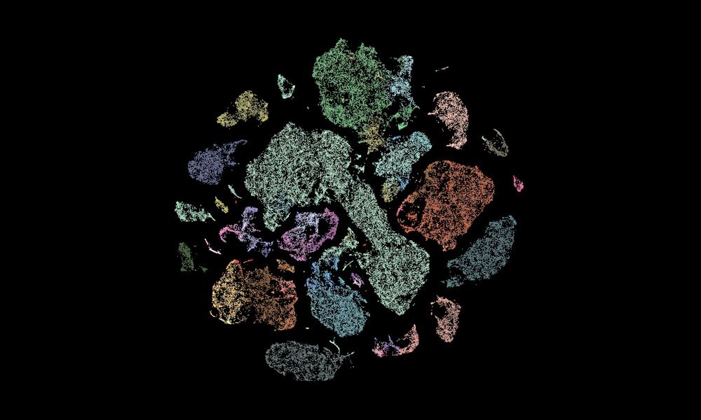 Cells found in the brain