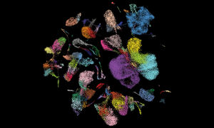 Graphic showing clusters of single cells, represented in bright colours