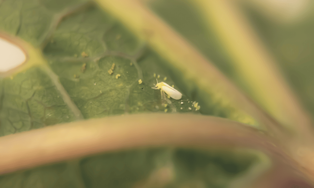 African Cassava whitefly, Bemisia tabaci. Credit: Dr Sharon van Brunschot, 
Project Manager, African Cassava Whitefly Project
