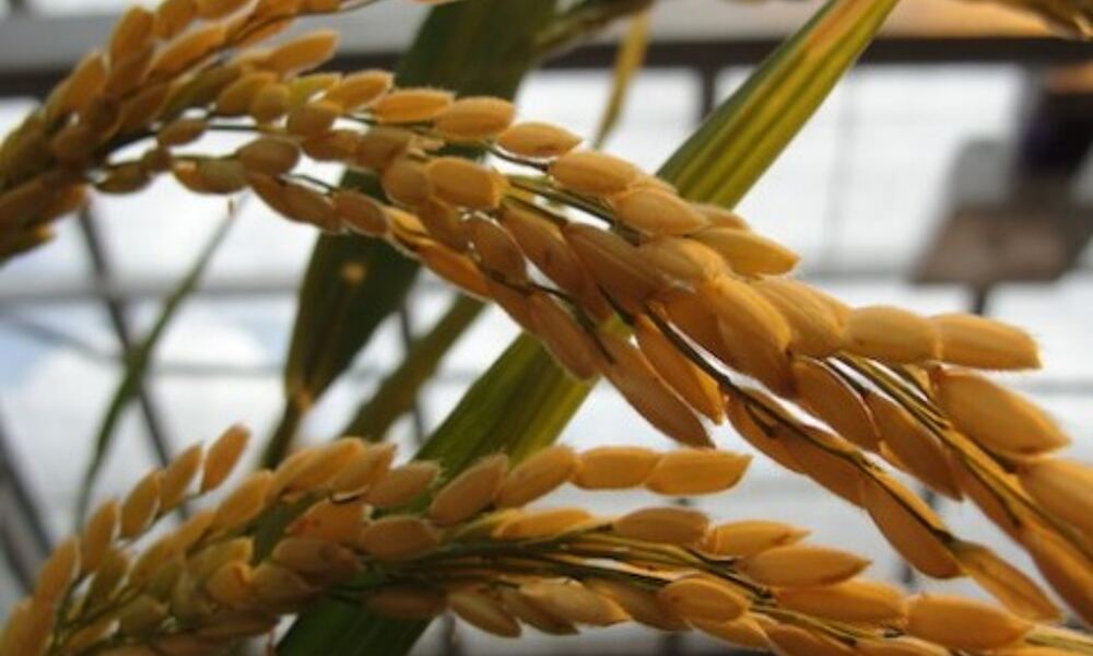Rice plant
