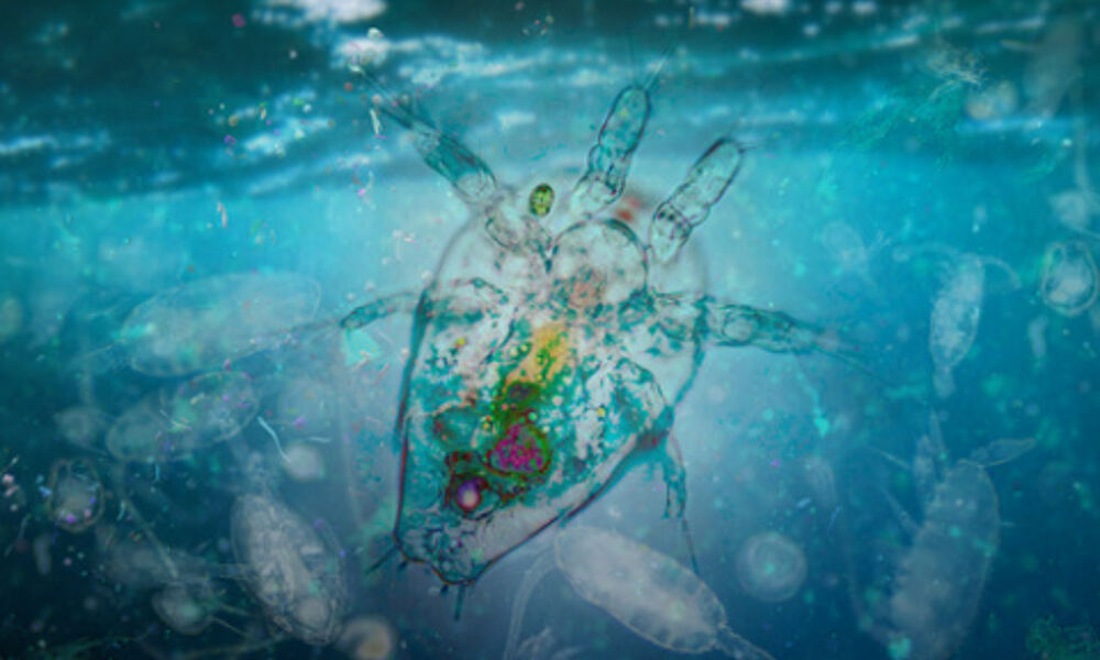 Artist's impression of an ocean microbiome
