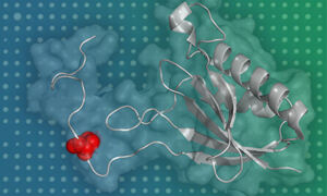The 3D structure of the RPS14 human protein (grey) and the S139 phosphosite 
(red).
