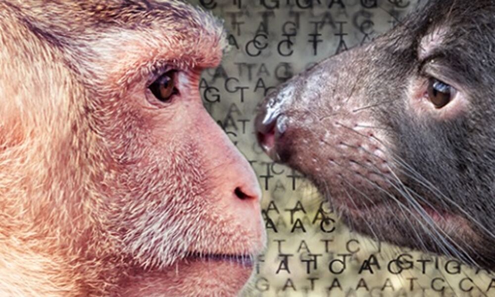 Gene expression in 20 mammals