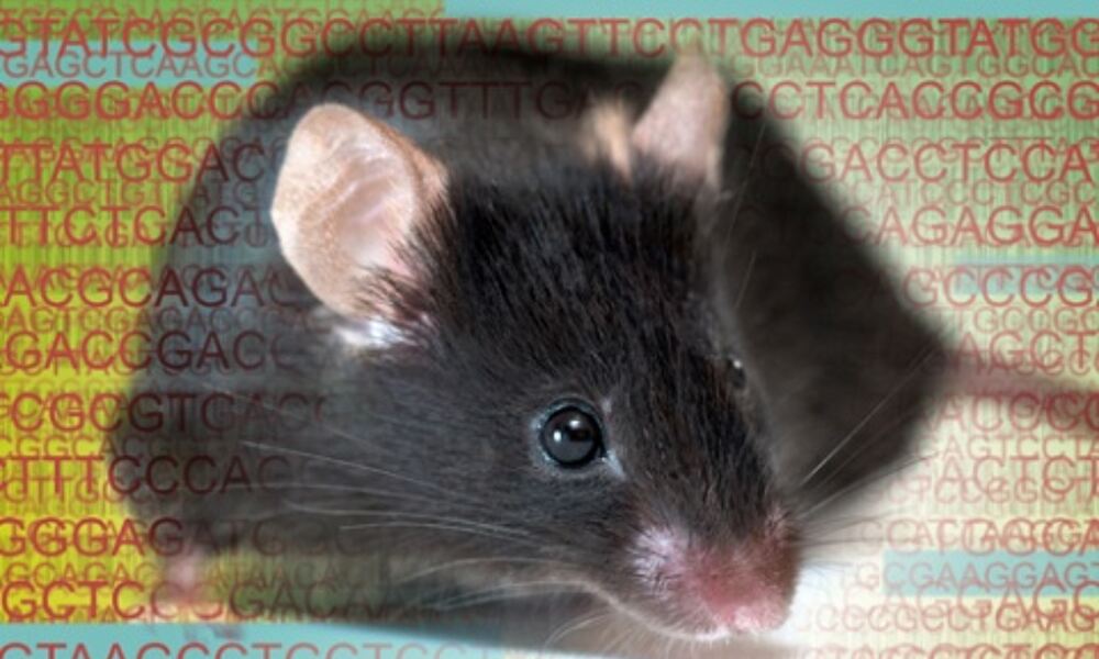 Ensembl 96 features manually annotated mouse genome
