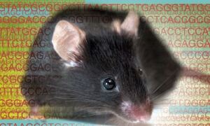 Ensembl 96 features manually annotated mouse genome
