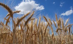 Wheat against a blue sky. New wheat genome assembly in Ensembl. Credit: 
International Wheat Genome Sequencing Consortium
