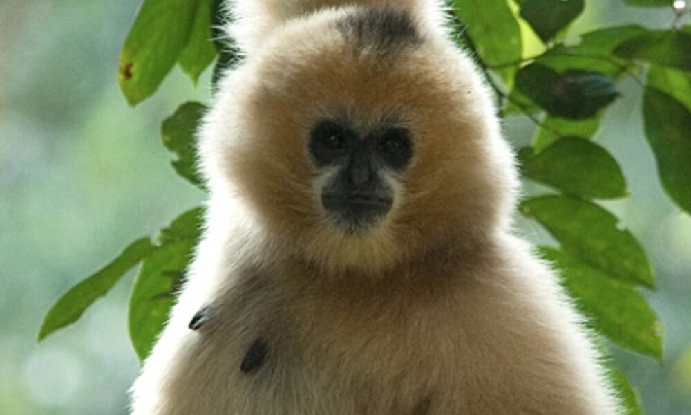 Gibbon genome. Photo credit: OHSU
