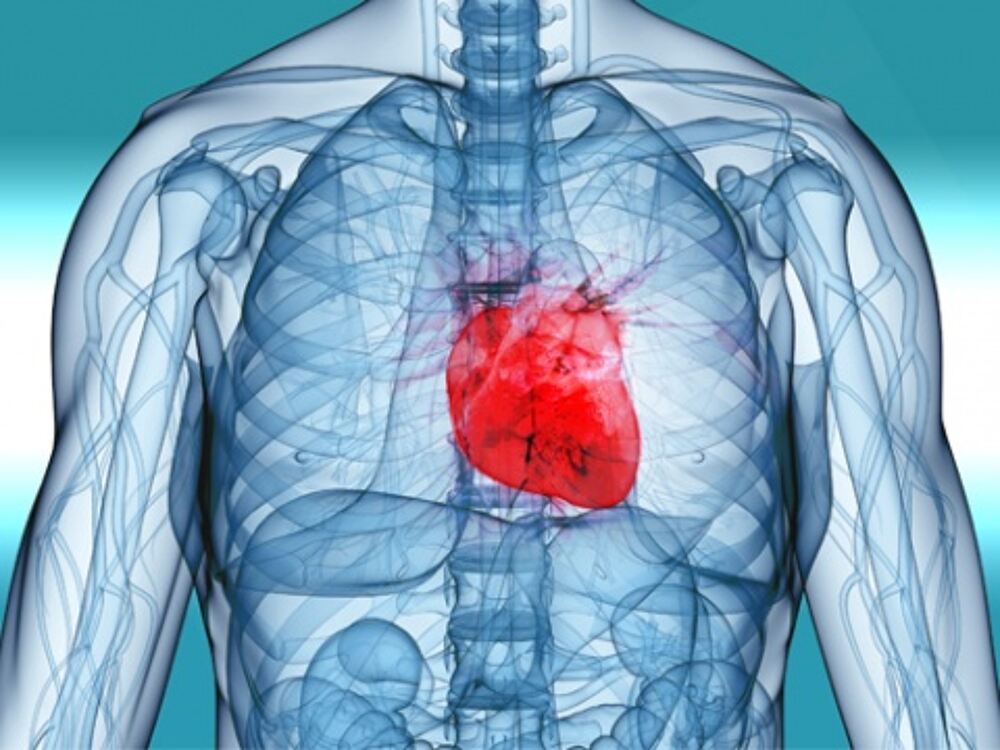 human body heart