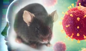 Mouse and human knockout gene data used to identify rare disease genes
