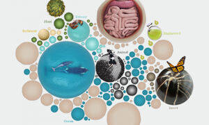 Microbiota illustration
