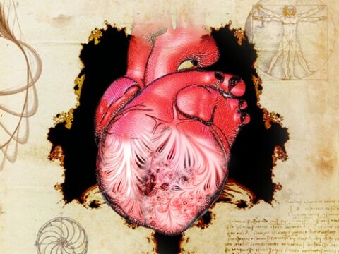 22931 Human Heart Stock Photos HighRes Pictures and Images  Getty  Images