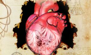 A human heart sits at the centre of the illustration. The left ventricle is 
see-through, showing patterns of trabeculae. Around the heart are some notes 
from Leonardo da Vinci.
