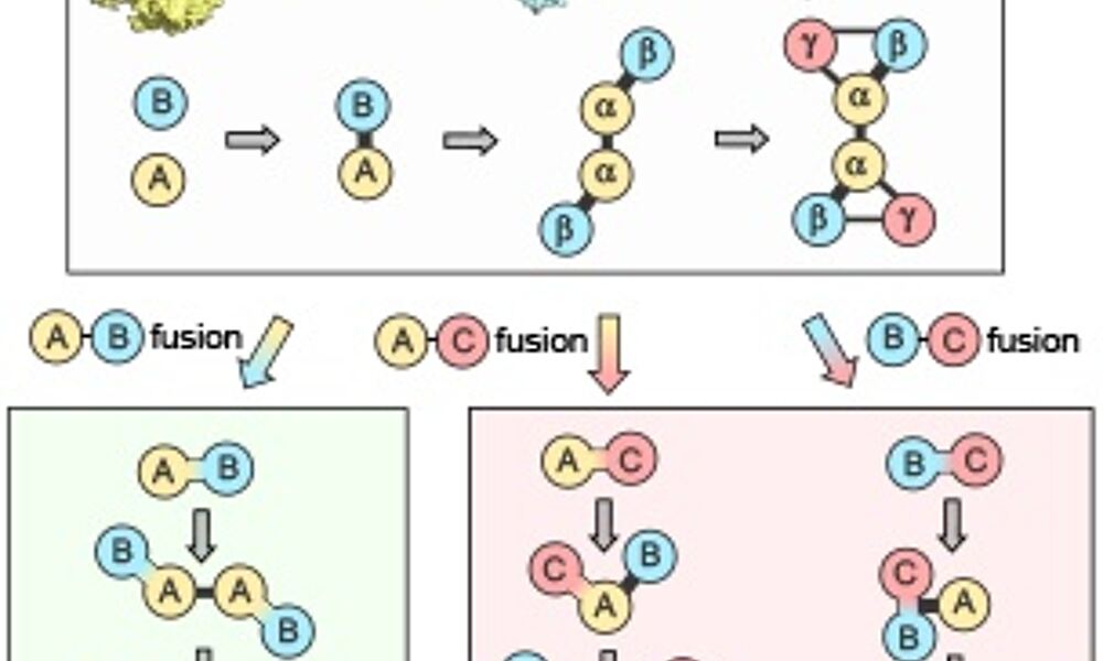 Protein assembly - Teichmann et al.

