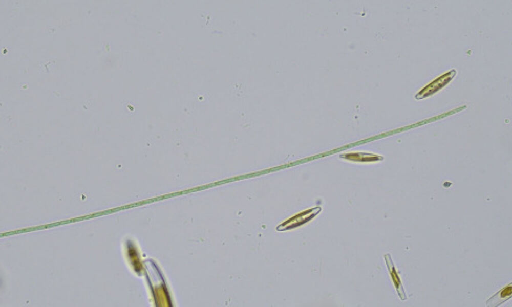 Oscillatoria redekei bacteria, observed in Rambla del Puerto del Garruchal, 
Murcia, Spain.
