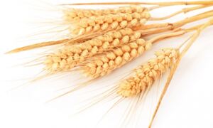 Improved bread wheat genome data in Ensembl Plants
