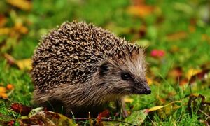 Hedgehog in the grass with autumn leaves. Credit: Pixabay
