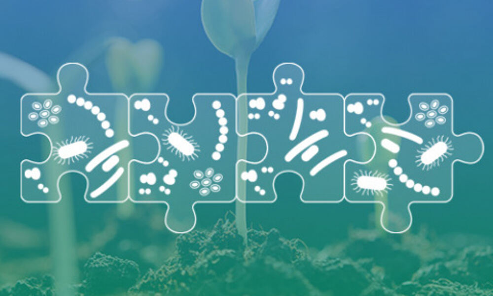 Seedlings in the background with microbes in jigsaw pieces to represent a 
holobiont
