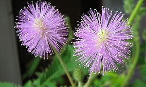 Mimosa pudica flowers (Wikimedia Commons)
