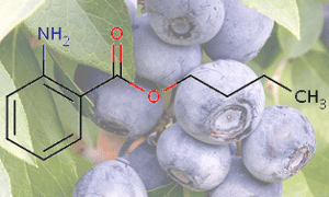 Blueberries and the structure of butyl anthranilate
