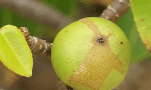 "Death apple": machineel fruit
