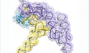 Structure of a bacterial ribonuclease P holoenzyme in complex with tRNA.
