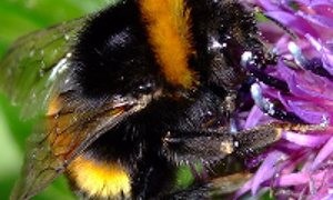 A close-up of a bee on a flower near Wembury, south-west England. Credit: 
Wikipedia Commons
