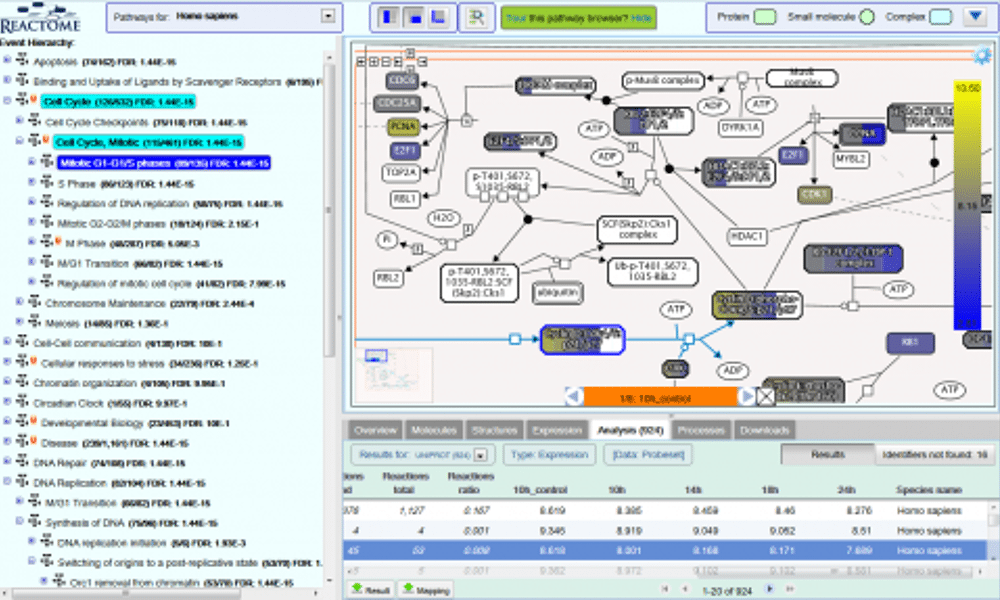 Results of an expression analysis in the Reactome Pathway Browser
