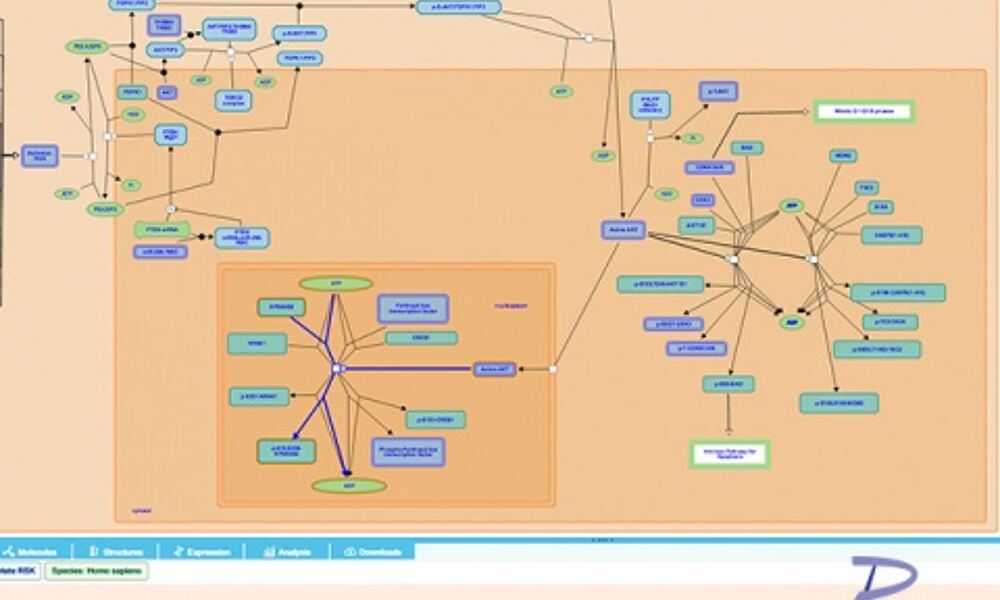 Reactome pathway browser
