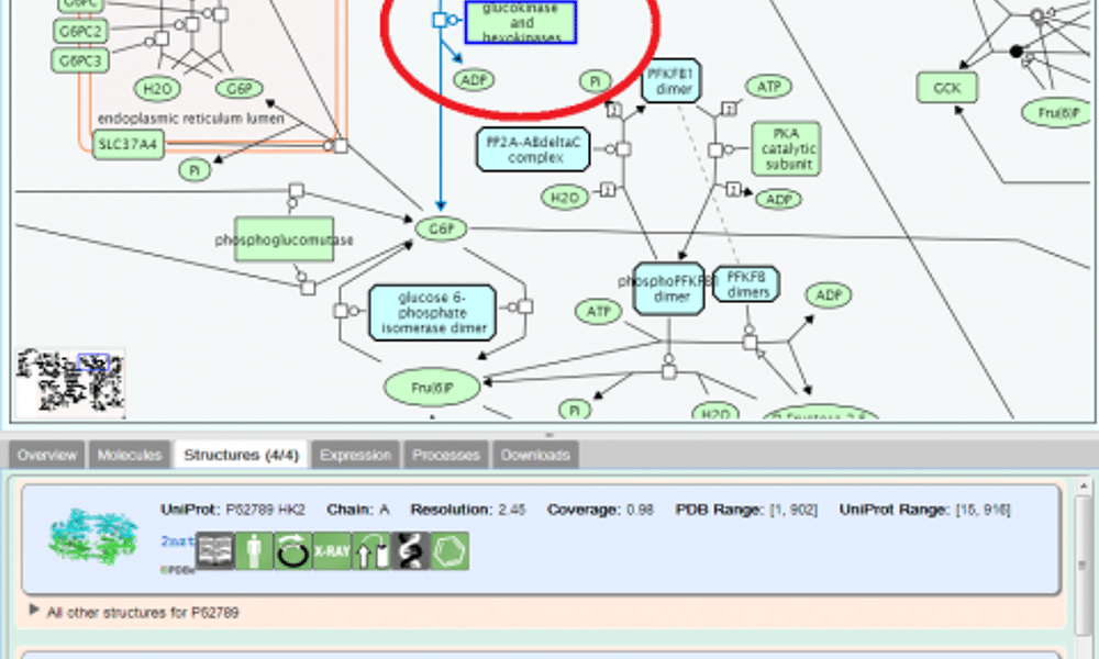 Reactome pathway browser showing links to structural information in the PDB

