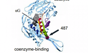 The protein structure of a single subunit of ALDH2. Residue 487 is indicated 
in violet. ALDH2*2 αG helix is shown in red, wild type I shown in 
blue.
