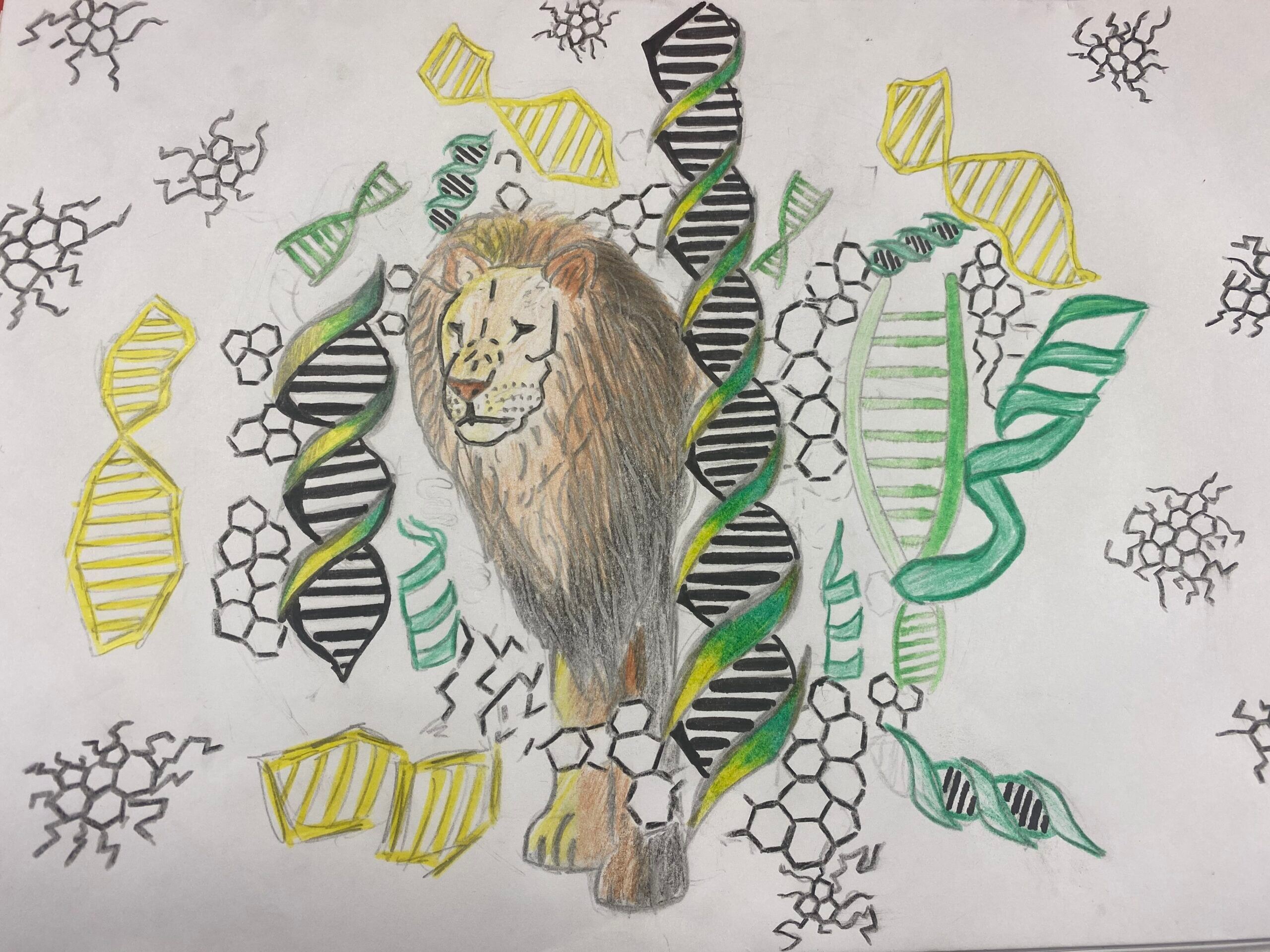 Lion's mane by Emma S. and Emily M.